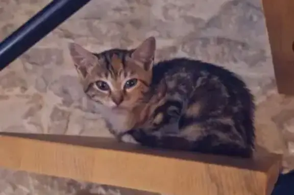Chaton tigrée perdue, 3-4 mois, Dizimieu - photo