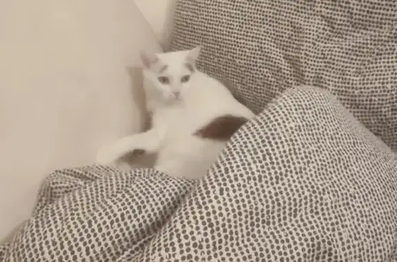 Chatte blanche perdue Rue Lamartine - photo
