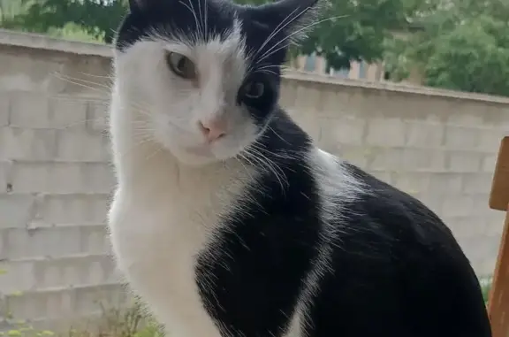Chat noir et blanc perdu à Althen-des-Paluds - photo