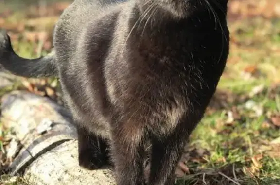 Animaux perdus Poisy, photo: Chatte noire perdue à Poisy, 9 ans