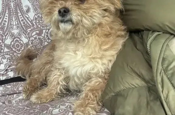 ¿Conoces a esta perrita perdid...