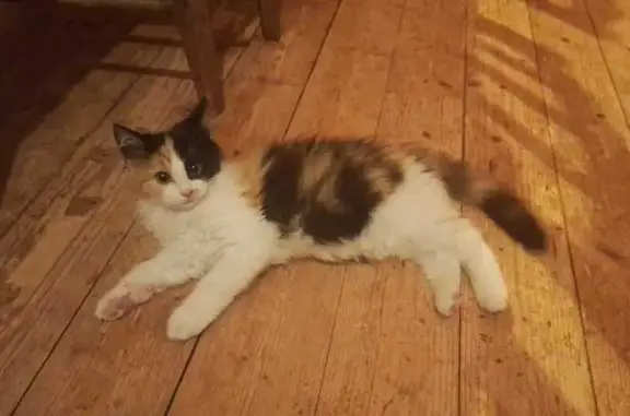 Animaux perdus Les Moutiers-en-Retz, photo: Chaton tricolore perdue, Les Moutiers-en-Retz