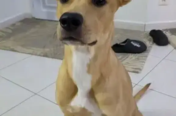 Animaux trouvés , photo: Chien beige trouvé près école St-Remèze