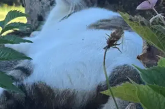 Chatte tigrée perdue à Mazerolles - photo