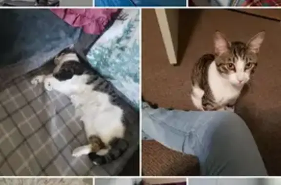 Help Find Our Beloved Lost Cat in KC!