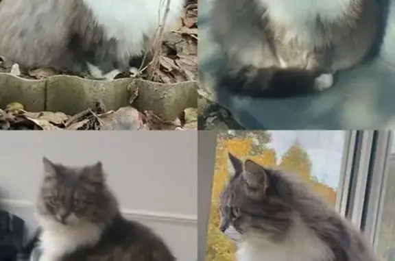 Зникла пухнаста кішка в Юрківці