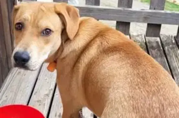 Chien jaune jeune trouvée à Saint-Alban-d'Ay - photo