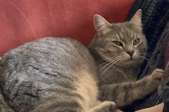 Chat gris tigré perdu à Coirac - photo