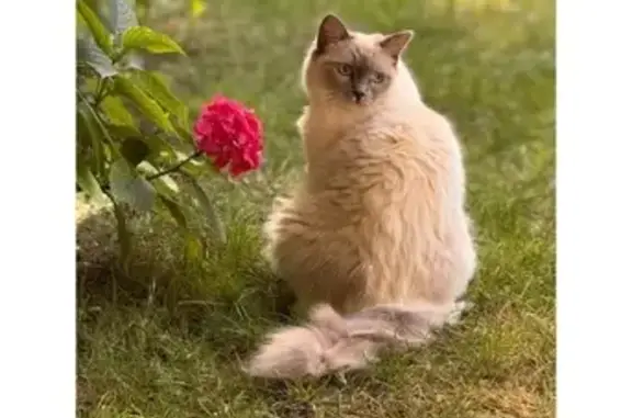 Chatte peureuse perdue à La Rochelle - photo