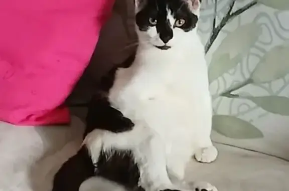 Chatte Fripouille perdue à Vichy - photo