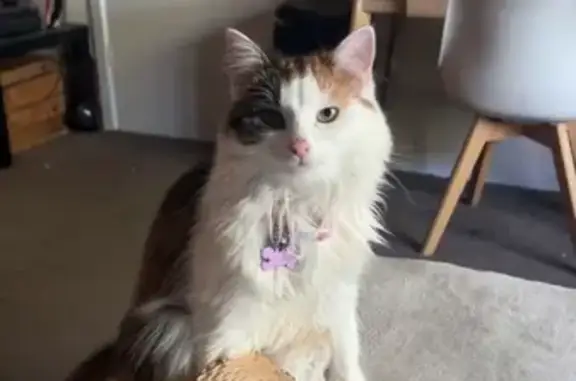 Missing cat Port Adelaide Enfield, photo: Lost Calico Cat Rory in Port Adelaide
