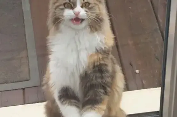 Animaux trouvés , photo: Chatte tricolore trouvée à Collonges-la-Rouge