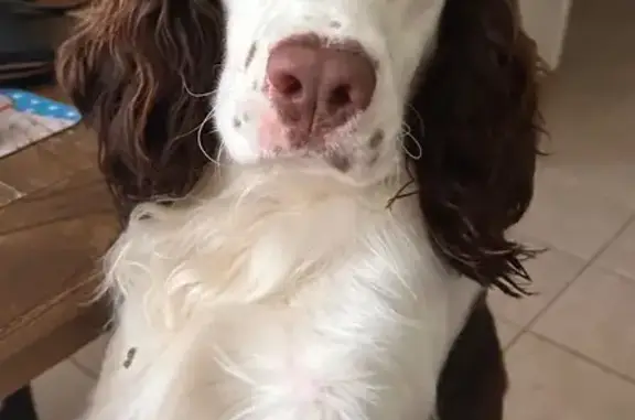 Missing dog Florida Gulf Coast University, photo: Lost Dog in FishHawk: Red Collar, Chipped