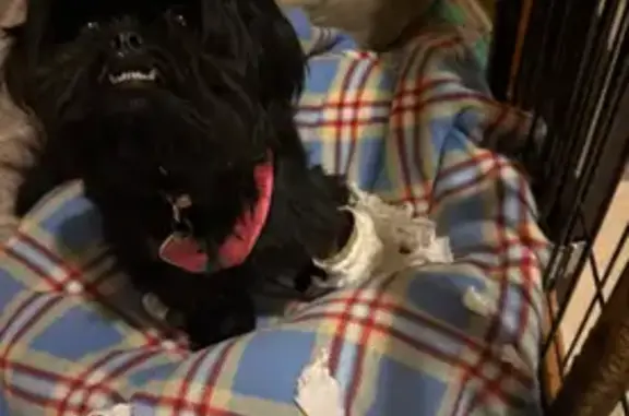 Shy Black Dog Lost in Daytona Beach