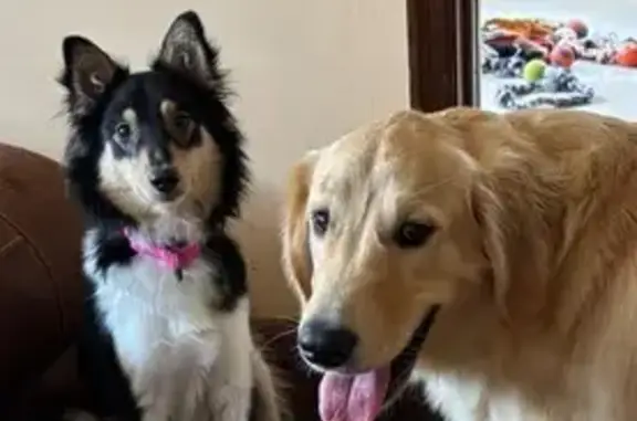 Help Find Lost Dogs Jake & Mazie!