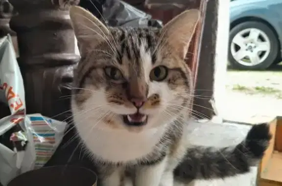 Animaux trouvés Quiers-sur-Bézonde, photo: Chat gris trouvé, maigre et affamé