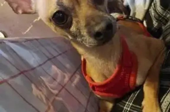 Lost Dog Alert: Tan Pup in Aurora Area