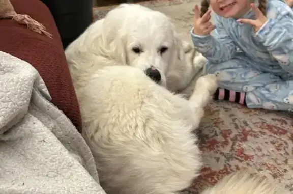 Lost Big White Dog with Nose Scar - AL