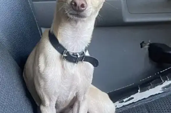 Urgent: Lost Chihuahua in Tracy!