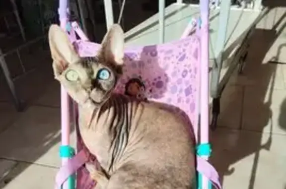 Sphynx femelle perdue, yeux vairons, Rognonas - photo