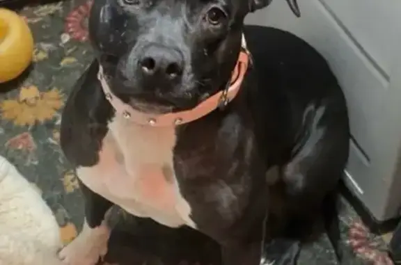 Help Find Our Lost Sweet Pit Terrier