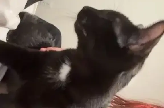 Missing cat Berthoud, photo: Lost Black Cat: Sweet & Loving in Berthoud