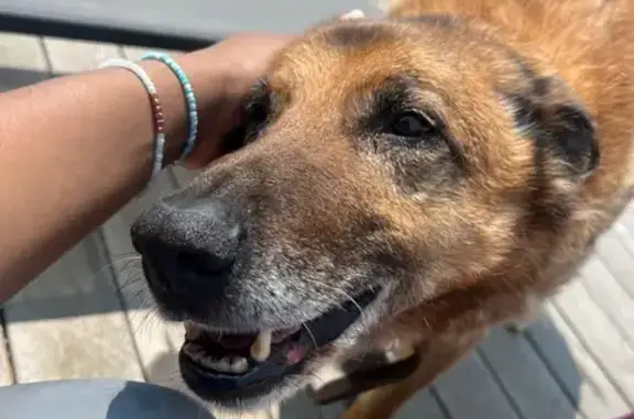 Chien perdu Mango, âgé et malvoyant - photo