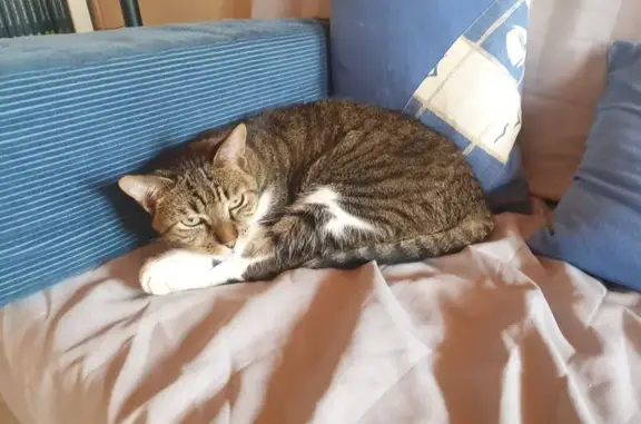 Chatte Européenne tigrée perdue à Chevroux - photo