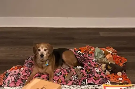 Lost Black & Brown Dog: Pink Collar Info