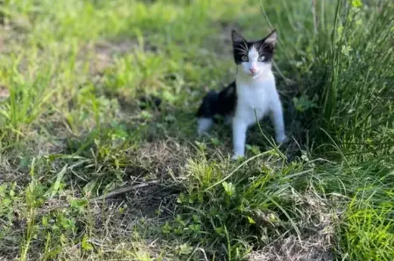 Chat perdu, , photo: Chat noir et blanc perdu à Gouzon