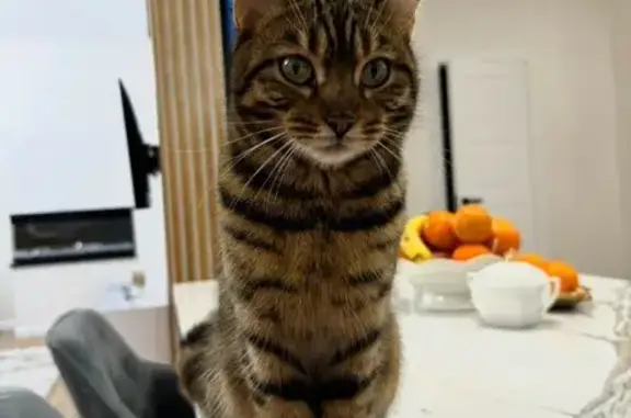 Зникла Бенгальська кішка, Маневичі, знайдіть!