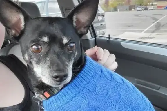 Lost: Shy Black Chihuahua on Madison St