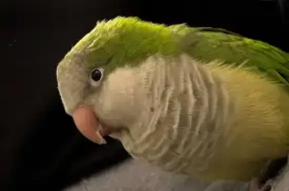 Lost Green & Yellow Bird in Ro...