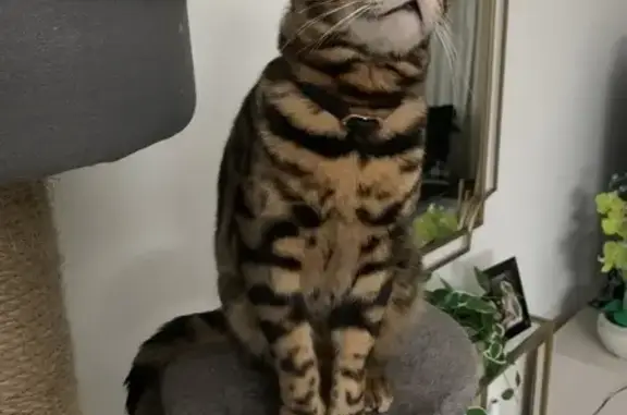 Lost Bengal Cat in Jacksonville: Help!
