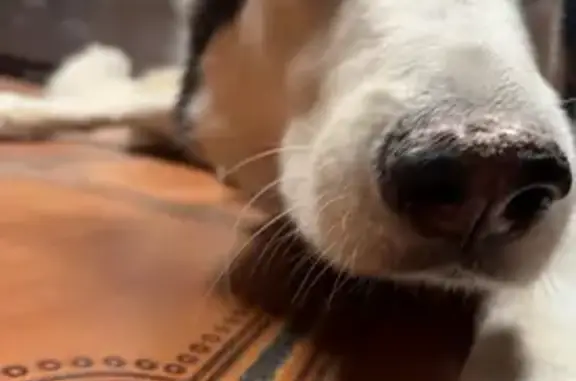 Lost Dog Near Irvington/Midvale - Help!