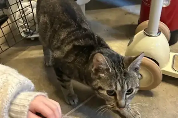 Animaux trouvés Cambrai, photo: Jeune chat câlin trouvé à Cambrai