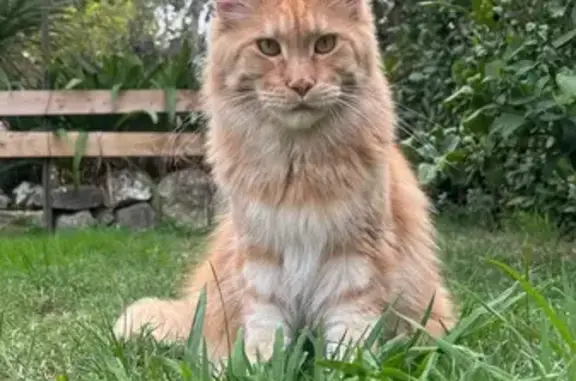 Chat roux perdu, Boulevard de la Corniche - photo