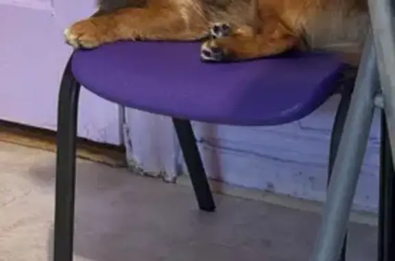 Lost Dog: Simba on Cypress Ave, Bronx