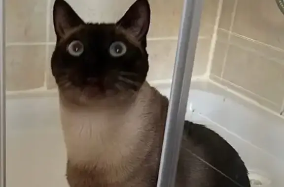 Animaux perdus , photo: Chat siamois perdu à Magny-sur-Tille