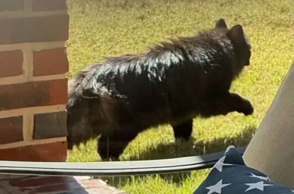 Found cat Montgomery, photo: Found: Chocolate Brown Cat in Montgomery