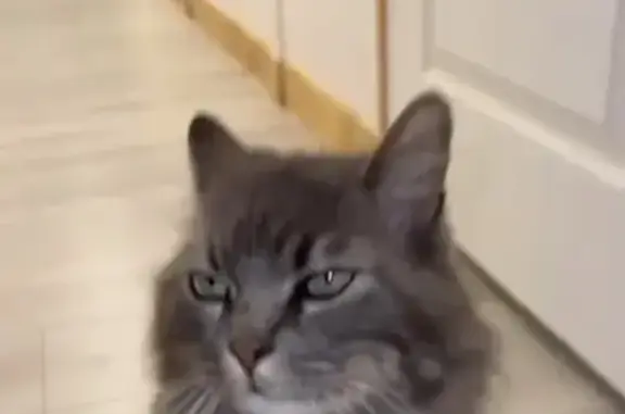 Chat perdu à Goviller : aidez-nous à le retrouver - photo