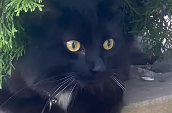 Lost Black Cat with White Spots - Toronto