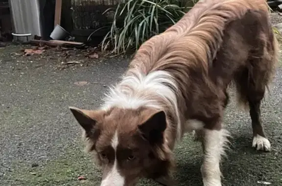 Chien trouvée à Vaufrey, contactez-nous ! - photo