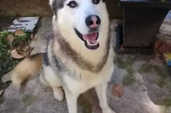 cachorro desaparecida