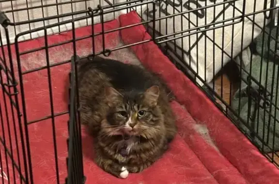 Lost Tabby Cat: Green Eyes, White Socks