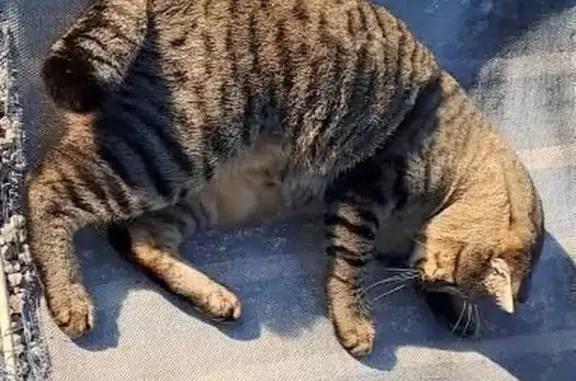 Bolita, gata atigrada perdida en El Campello