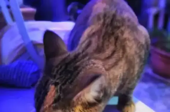 Animaux trouvés Tarbes, photo: Minette tigrée trouvée à Tarbes