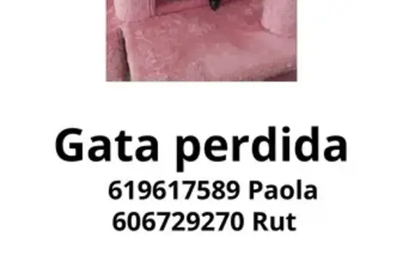 Se busca: Gata Blanca y Negra Perdida en Zaragoza
