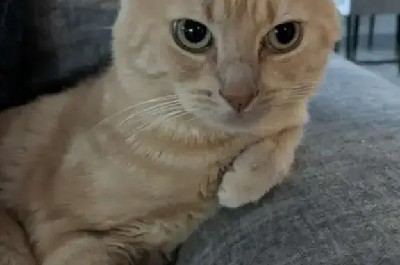 Chat perdu, , photo: Chat tigré beige perdu à Coudekerque