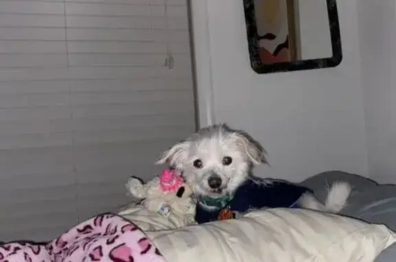 Lost: Small White Maltese Mix in Joppatowne